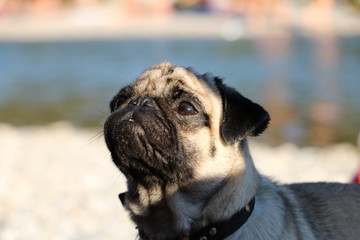 pug moments