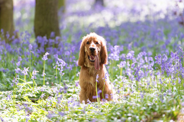Cocker spaniel sitting in bluebells in the middle of the woods