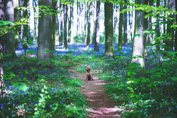 Cocker spaniel sitting in bluebells in the middle of the woods