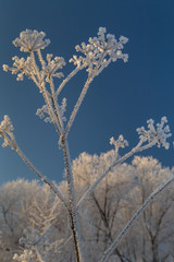 Dry plants covered with hoarfrost shining in the sun. Winter background
