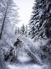 Plitvice lakes of Croatia (Hrvatska) - national park in winter  forest trees nature postcard waterfall