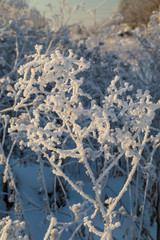 Dry plants covered with hoarfrost shining in the sun. Winter background