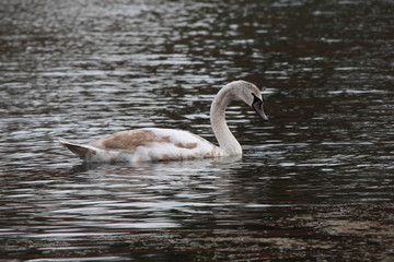 Schwanenkind