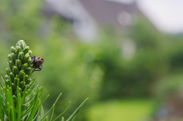 Fly on Liatris, Prachscharte