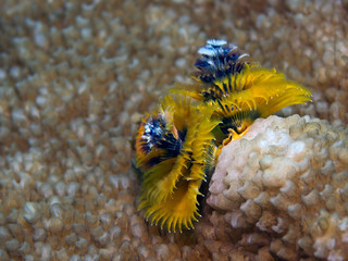 Underwater clsoe-up photography of small coral polyps.