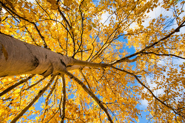 Betula papyrifera (paper birch, also known as white birch and canoe birch in autumn sunrise