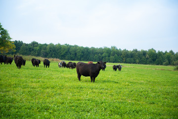 black cows are grazed on a meadow. blue sky