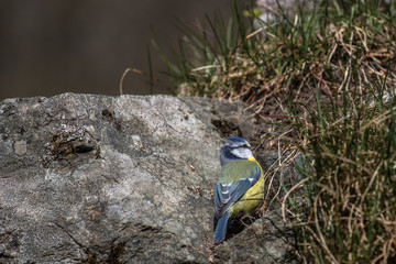 great tit on a branch searching for food