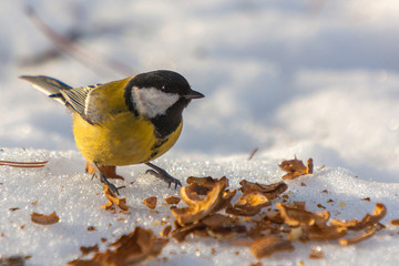 Parus Major small cute bird eats nut on the white snow background.
