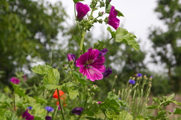 Fototapeta premium Insect on Malva sylvestris, Bechermalve, Mallow