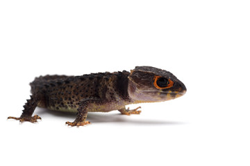 The crocodile skink isolated on white background