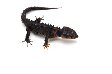 The crocodile skink isolated on white background