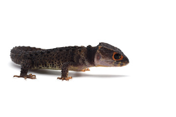 The crocodile skink isolated on white background