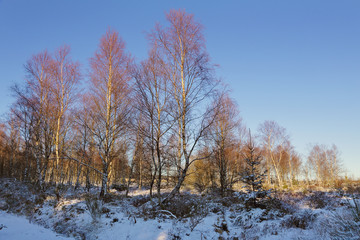 parc naturel des Hautes-Fagnes sous la neige, Belgique