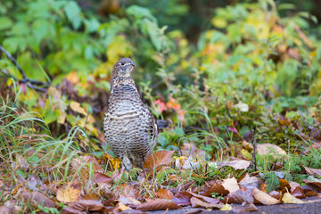 Male ruffed grouse (Bonasa umbellus) in autumn