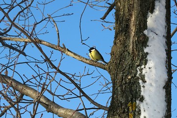 Great tit on tree in winter season, europe
