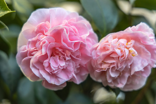 Rosa Kamelie  japonica L. 'Debutante' Theaceae