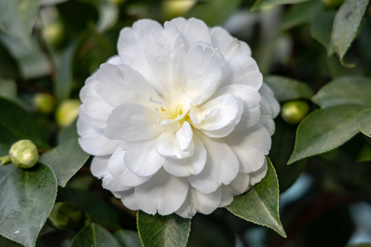 Weisse Kamelie japonica L. 'K. Sawada' Theaceae