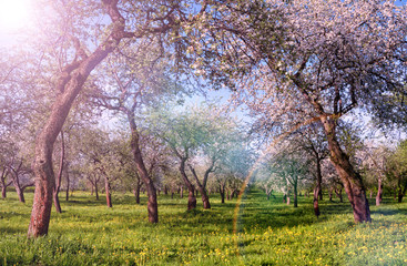 Rows of beautifully blossoming trees on a green lawn. Apple orchard, blooming cherry trees, fruit trees, pink color. Trees in the sunlight.