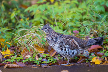 Male ruffed grouse (Bonasa umbellus) in autumn