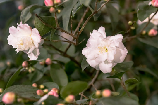 Weisse Kamelie japonica x C.lutchuensis  'Cinnamon Cindy'