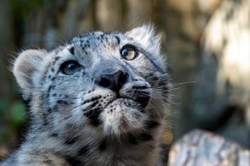 Kitten of snow leopard - Irbis (Panthera uncia) - obrazy, fototapety, plakaty
