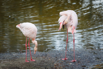 Couple of beautiful pink flamingos stand at the edge of the pond and clean the plumage