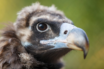 Head of a steppe eagle (aquila rapax, nipalensis)  close-up on a green background