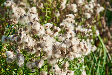 fluffy weed grows on a green meadow.