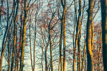 Forest in warm winter light - 244598695