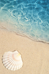 Seashell on the summer beach in sea water. Summer background.