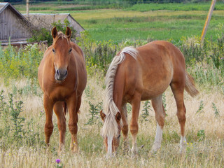 Two horses on a farm