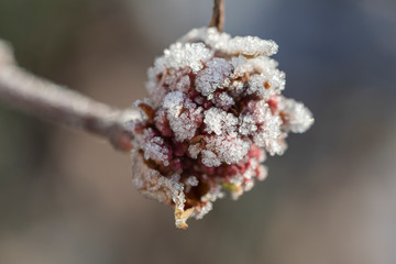 Schneeball Knospe im Winter mit Eis