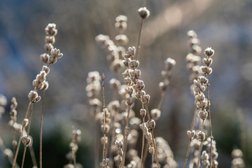 Lavendel verblüht im Winter mit Eiskristallen