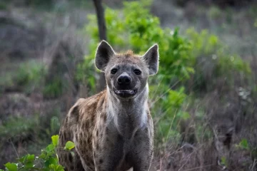 Crédence de cuisine en verre imprimé Hyène hyena in africa