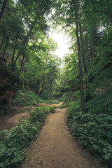 Walking in the Forest