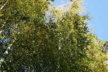 竹林　木漏れ日