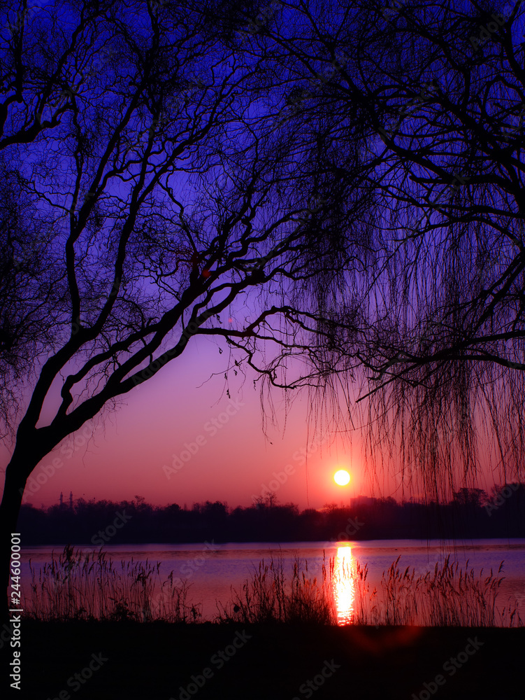 Wall mural starbust of a sun in a beautiful sky and landscape in the countryside. close-up of a weeping willow 