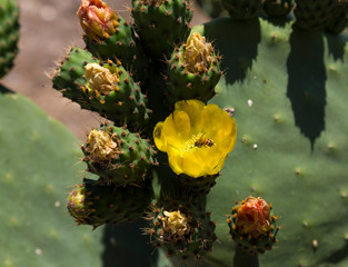 Flowering cactus.
