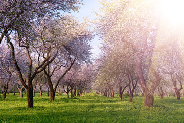 Fototapeta na wymiar Rows of beautifully blossoming trees on a green lawn. Apple orchard, blooming cherry trees, fruit trees, pink color. Trees in the sunlight.