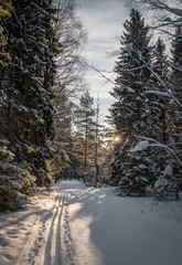 Winter picture. Lot of snow and beauty russian nature