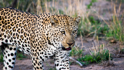 Leopard 