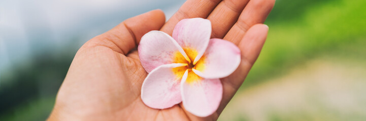 Tropical Hawaii monoi flower frangipani flowers fresh on hand banner panorama. For spa wellness...