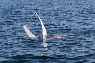 Fototapeta premium humpback whale pectoral fin display