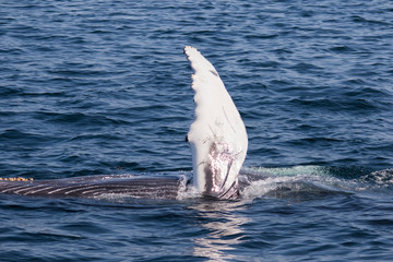 Naklejka premium humpback whale pectoral fin display