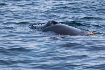 Obraz premium humpback whale detail