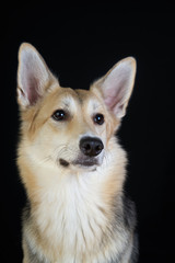shepherd dog Detailed portrait on a black background, cute dog brown-white. looking away