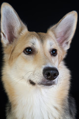 shepherd dog Detailed portrait on a black background, cute dog brown-white. looking away