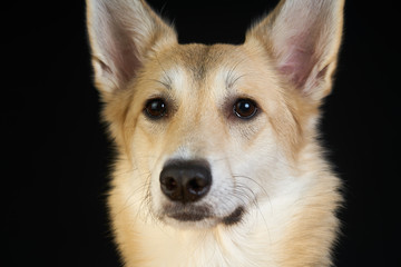 shepherd dog Detailed portrait on a black background, cute dog brown-white.