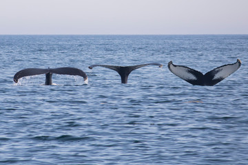 humpback whale diving tail	